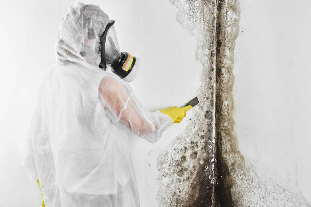 Best Office Mold Removal Services  in Alum Rock, CA
