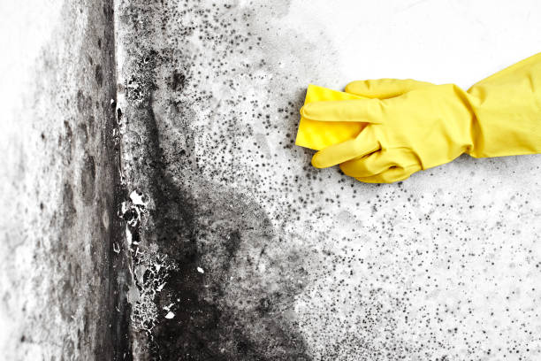 Best Crawl Space Mold Removal  in Alum Rock, CA