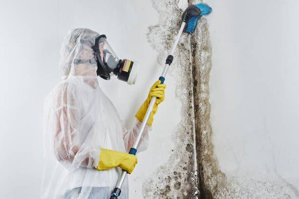 Best Mold Remediation  in Alum Rock, CA