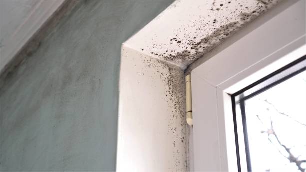 Best Fast Mold Removal  in Alum Rock, CA