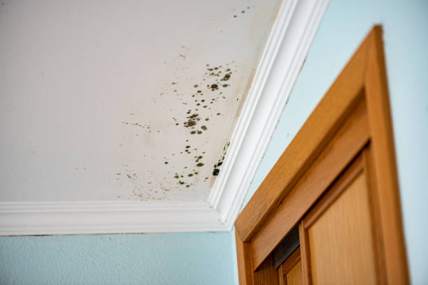 Attic Mold Removal in Alum Rock, CA
