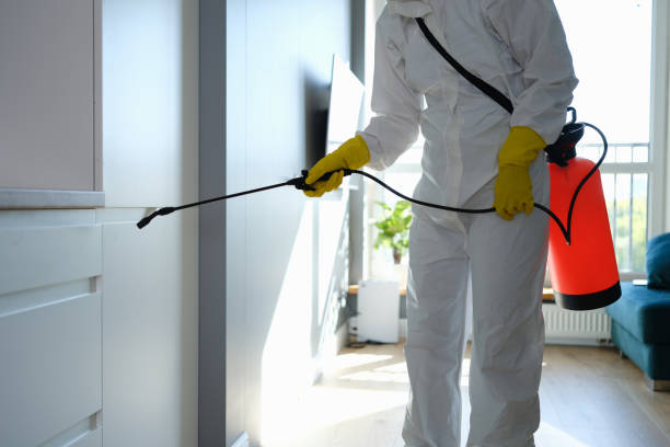 Best Attic Mold Removal  in Alum Rock, CA