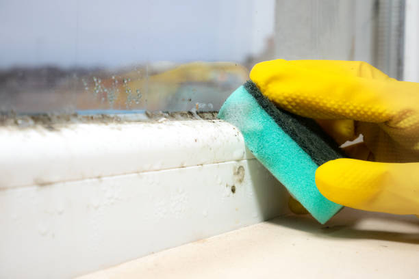 Best Mold Cleaning Services  in Alum Rock, CA