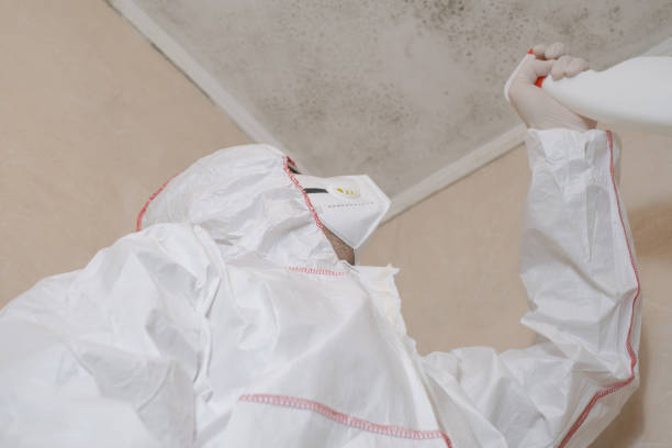 Best Mold Removal Company Near Me  in Alum Rock, CA