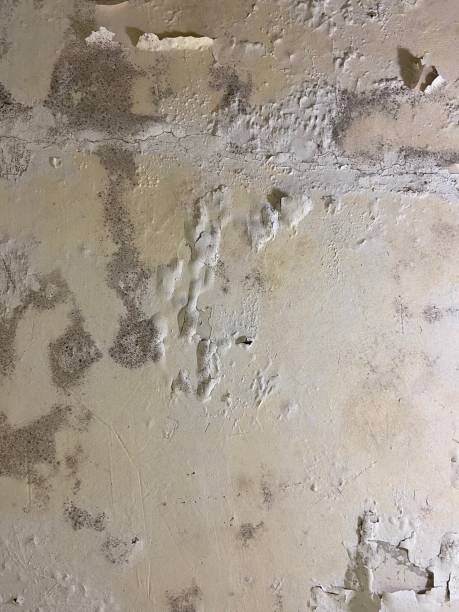 Best Professional Mold Removal  in Alum Rock, CA