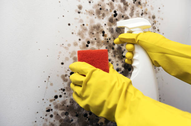 Best Local Mold Removal Service  in Alum Rock, CA