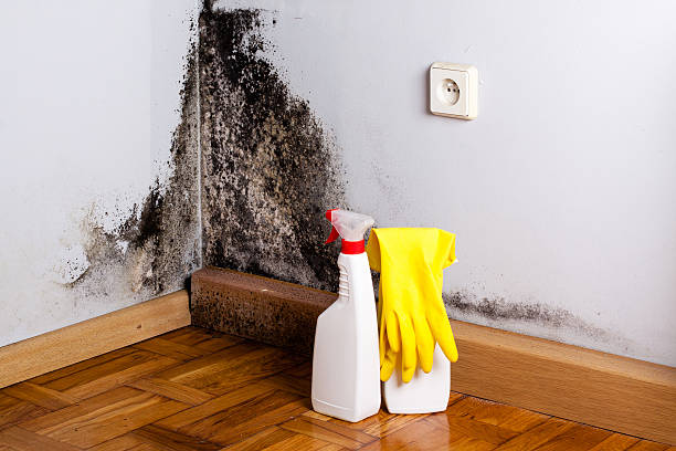 Best Crawl Space Mold Removal  in Alum Rock, CA