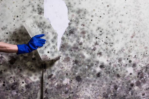 Best Mold Testing  in Alum Rock, CA
