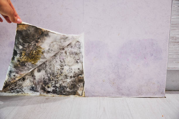 Professional Mold Removal in Alum Rock, CA